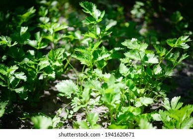 Celery (Apium Graveolens) - Leaves In The Garden