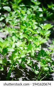 Celery (Apium Graveolens) - Leaves In The Garden