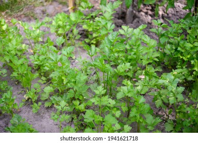 Celery (Apium Graveolens) - Leaves In The Garden