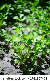 Celery (Apium Graveolens) - Leaves In The Garden