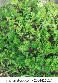 Celery (Apium Graveolens) - Leaves In The Garden	