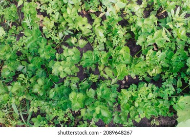 Celery (Apium Graveolens) - Leaves In The Garden	