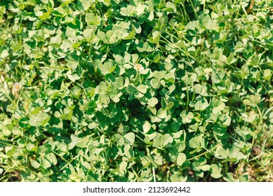 Celery (Apium Graveolens) - Leaves In The Garden