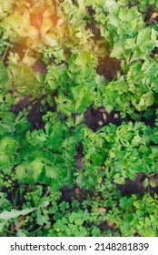 Celery (Apium Graveolens) - Leaves In The Garden	