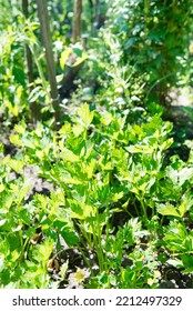 Celery (Apium Graveolens) - Leaves In The Garden