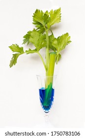 Celery Experiment Showing Evaporative Transport In Plants And Cohesion And Adhesion Of Water. Science Investigation With Red And Blue Food Dye In Crystal Glass.