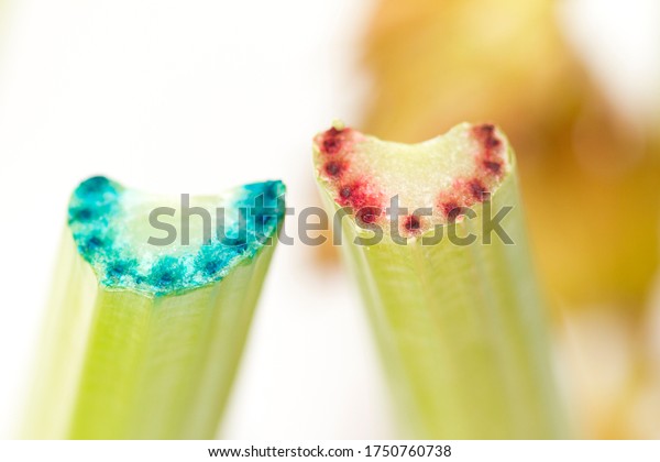 Celery experiment showing evaporative transport in\
plants and cohesion and adhesion of water. Science investigation\
with red and blue food\
dye.