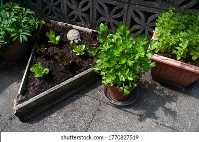 Celery growing in pot by triangular bed of lettuce plants and mint growing in a container. Tortoise garden ornament by lettuces.