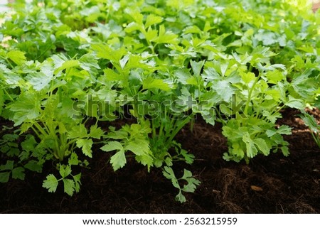 Celery grown in the plot.