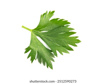 Celery leaf isolated on white background. Top view. - Powered by Shutterstock