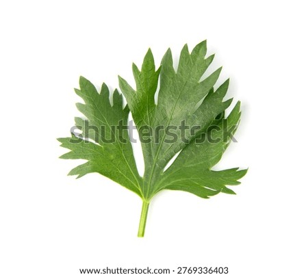 Celery leaf isolated on white background. Top view.