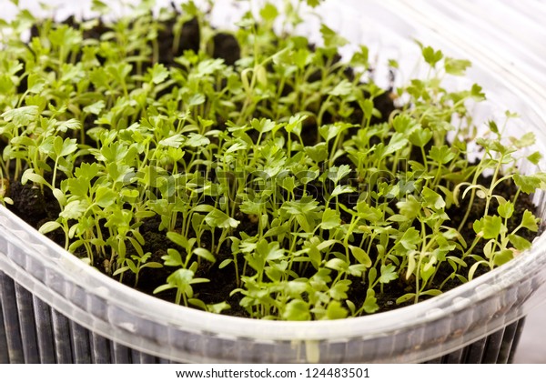 Download Celery Leaf Sprouts Plastic Container Stock Photo Edit Now 124483501 Yellowimages Mockups