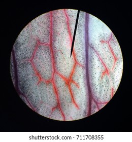 A Celery Leaf Viewed 100 Times Larger Than Its Original Size Demonstrates Osmosis. In This Classic Experiment, Red Then Blue Dye Is Absorbed Resulting In Red And Purple Filled Leaf Veins.