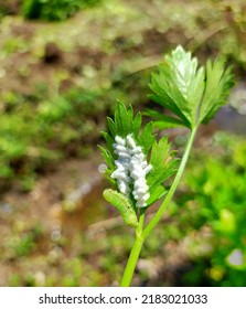 Celery Leaves Infected With The Fungus Beauveria Bassiana