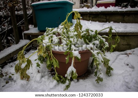 Celery left a little to long in a plant pot; Fresh winter snow on a green plant; Frozen vegetables; Ontario Canada