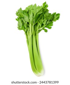 celery on isolated white background