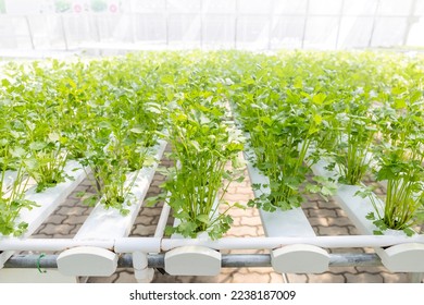 Celery plant grow with hydroponic system, organic farming in Thailand - Shutterstock ID 2238187009