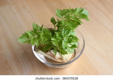 Celery Plant Growing From Cutting