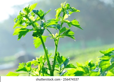 Celery Plant In Growth At Vegetable Garden 