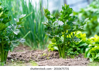 Celery Plant On The Farm Field