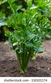 Celery Plant In The Vegetable Garden