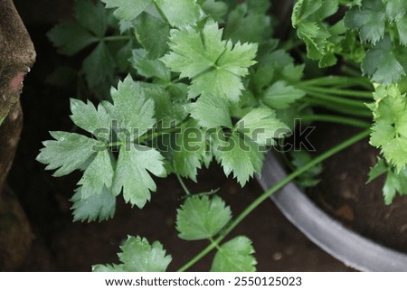 Celery plants planted in pots in front of the house