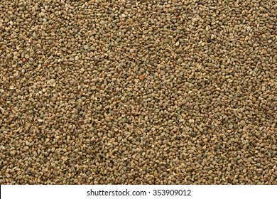 Celery Seed