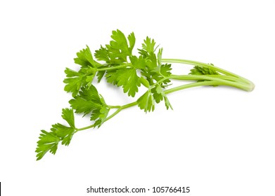 Celery Sprig Isolated On White