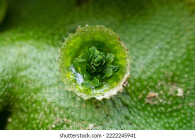 Cell Bud Cup Of Bryophyte Liverwort