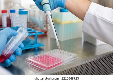 Cell Culture At The Cell Culture, Biology Laboratory