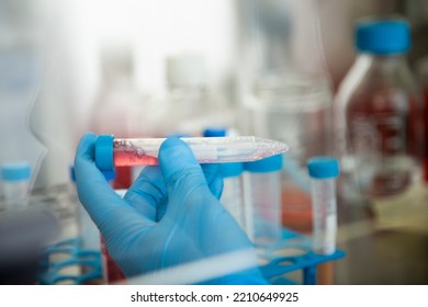 Cell Culture At The Cell Culture, Biology Laboratory