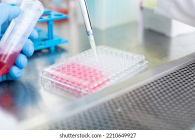 Cell Culture At The Cell Culture, Biology Laboratory