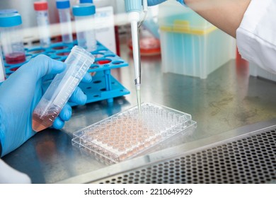 Cell Culture At The Cell Culture, Biology Laboratory