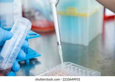 Cell Culture At The Cell Culture, Biology Laboratory