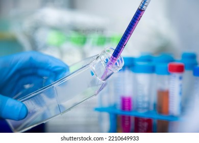 Cell Culture At The Cell Culture, Biology Laboratory