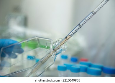 Cell Culture At The Cell Culture, Biology Laboratory