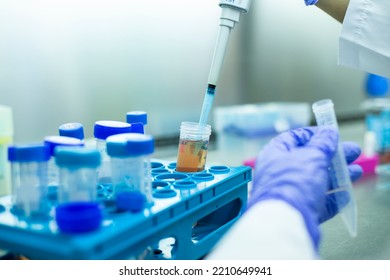 Cell Culture At The Cell Culture, Biology Laboratory