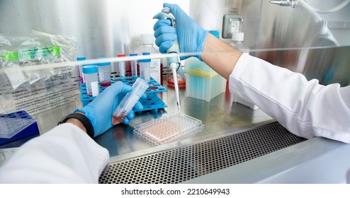 Cell Culture At The Cell Culture, Biology Laboratory