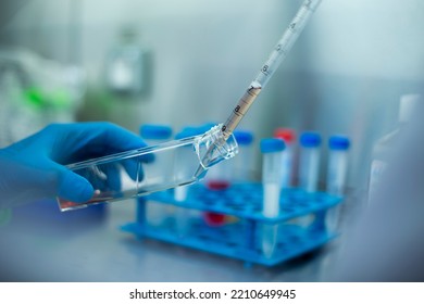 Cell Culture At The Cell Culture, Biology Laboratory