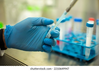 Cell Culture At The Cell Culture, Biology Laboratory