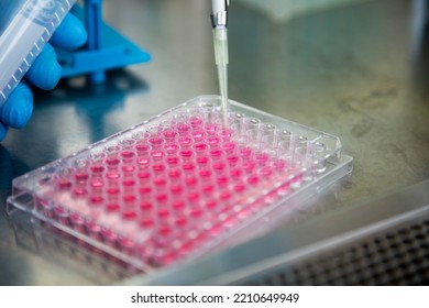 Cell Culture At The Cell Culture, Biology Laboratory