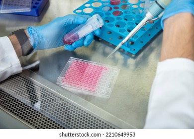 Cell Culture At The Cell Culture, Biology Laboratory