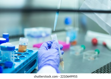 Cell Culture At The Cell Culture, Biology Laboratory