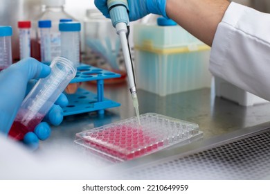 Cell Culture At The Cell Culture, Biology Laboratory