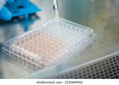 Cell Culture At The Cell Culture, Biology Laboratory