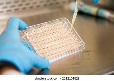 Cell Culture At The Cell Culture, Biology, Medicine And Medical Laboratory