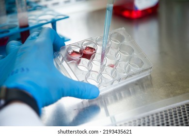 cell culture experiments at cell culture laboratory  - Shutterstock ID 2193435621