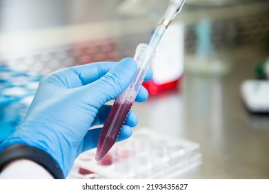 Cell Culture Experiments At Cell Culture Laboratory 