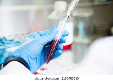 Cell culture experiments on falcon tube at cell culture laboratory - Powered by Shutterstock