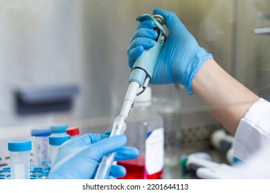 Cell Culture Experiments In Safety Cabinet At Cell Culture Laboratory